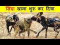 जंगली कुत्ते इतने खतरनाक क्यों होते हैं ? WHY WILD DOGS ARE SO DANGEROUS ?