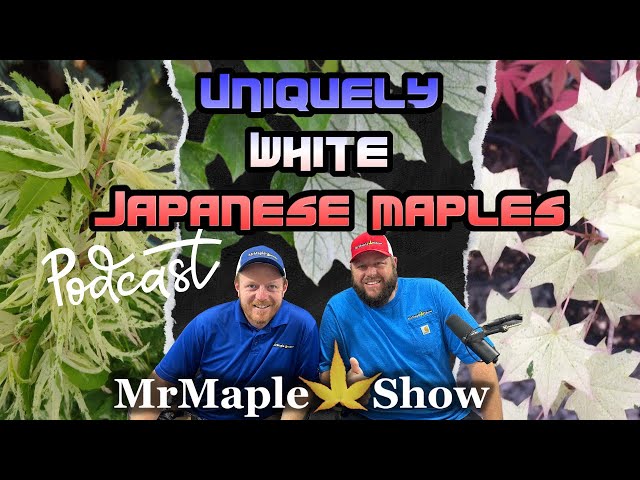 Top 20 Uniquely White Japanese Maples for a Wow-Factor Garden