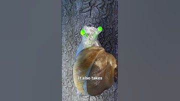How Parasites Control Snails 😮