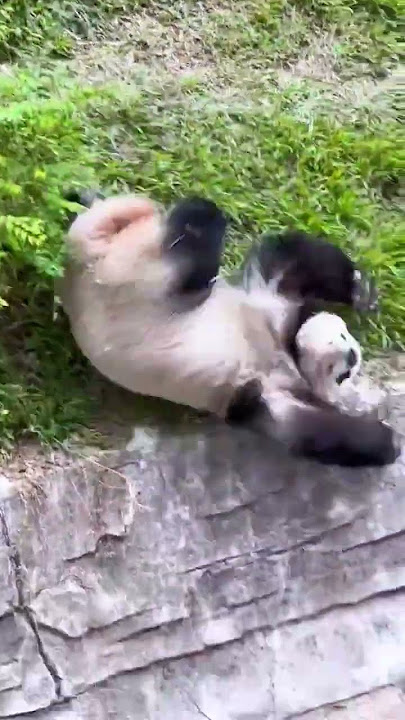 Panda Lucu Berguling