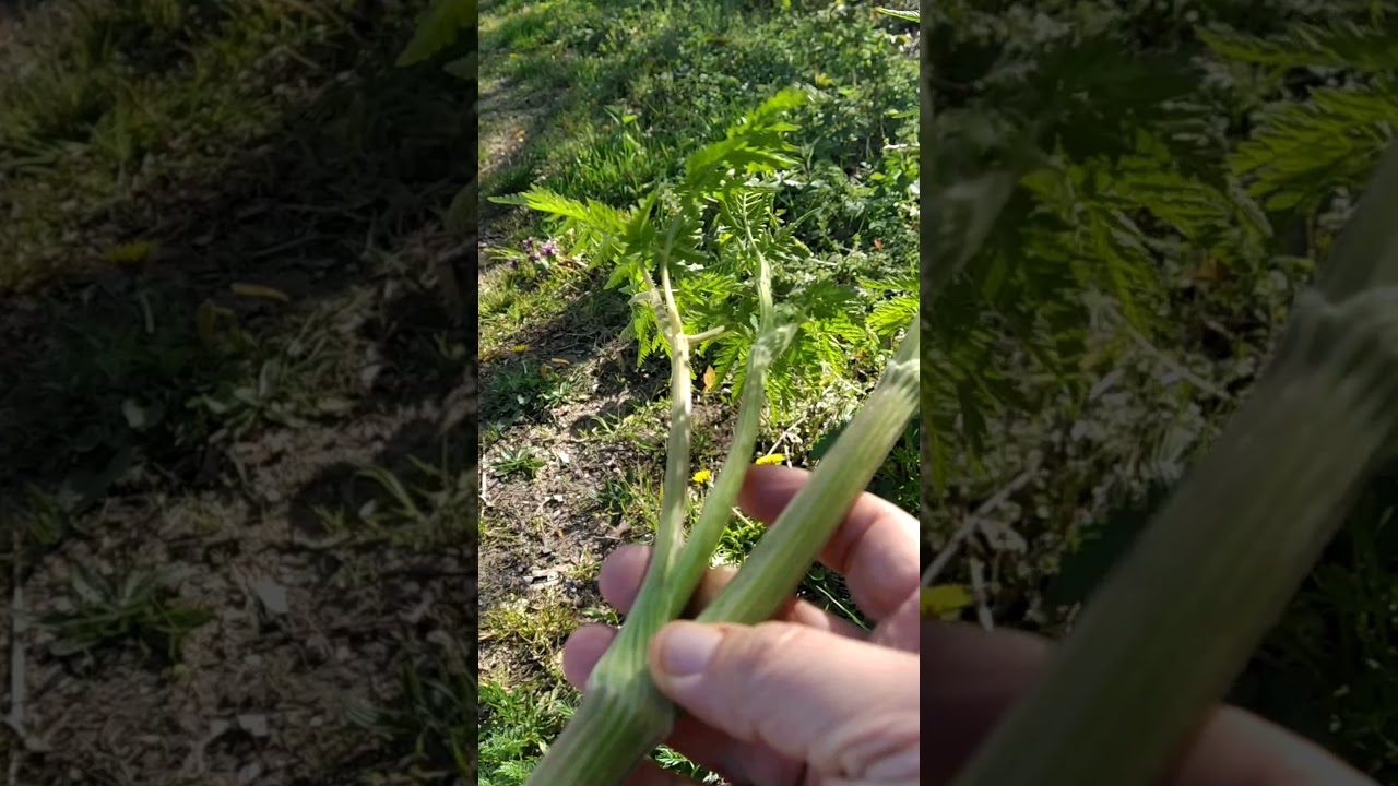 Schermbloemige fluitenkruid en ..