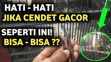 CARA MEREDAM OVER BIRAHI DAN OVER EMOSI PADA CENDET DEWASA ( GACOR )