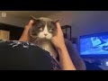 Cats have funny faces cute cats doing funny things 2019  cute vn
