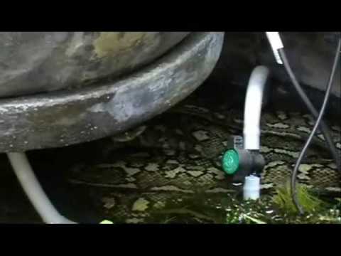 Justin vs Simon the Python.wmv