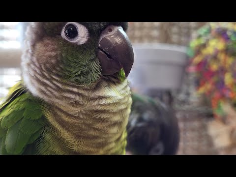 7 hours of conure parakeet singing and calling sounds