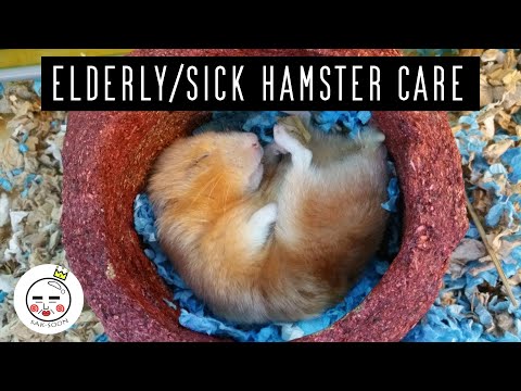 วีดีโอ: Sick Hamsters: สัญญาณและการรักษาแฮมสเตอร์ที่มีกระดูกหัก