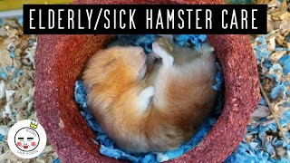 How To Take Care Of An Old or Sick Hamster