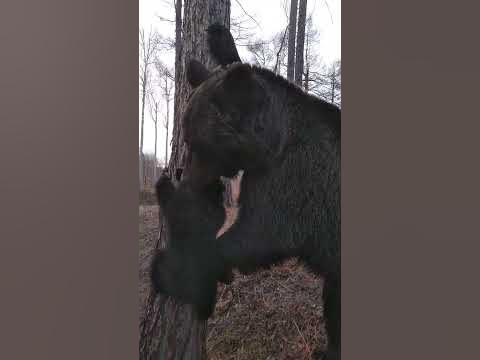 Рано ещё по деревьям лазить. - YouTube