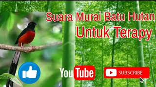 Suara Burung Murai Batu Medan Hutan, Untuk Terapy Murai Batu Yang Malas Bunyi