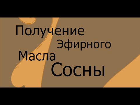 Получение эфирного масла сосны