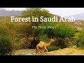 Camels 🐪  lost their Home🏡 | Saudi Arab ka Jungle | Mo Firoz🤠 Vlogs