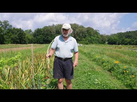 Video: Ellan - Early Ripening And Cold-resistant Salad Onion Variety