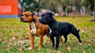 THE STAFFORDSHIRE BULL TERRIER IS A COMPANION DOG. BRIEFLY ABOUT THE BREED. EDUCATION. TRAINING.