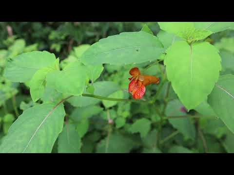 Plant Profile: Jewelweed (Spotted Touch Me Not)
