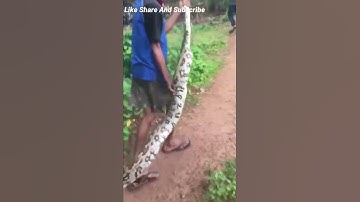 Indian Rock Python Snake Rescue #Shorts #Trending