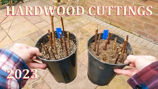 How to take Hardwood Cuttings - Winter 2023 screenshot 5