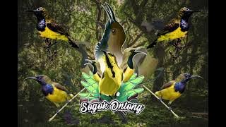 Download lagu Terapi sogon malas bunyi