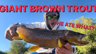 GIANT Brown TROUT On HUGE Lures (Multiple Master Anglers)