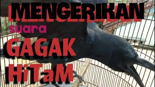 MENGERIKAN SUARA GAGAK HITAM