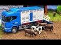 Amazing RC tractor Bruder cows transport! Action video for kids