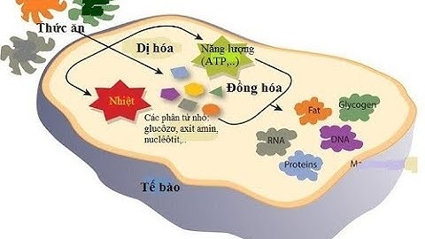 Các quá trình chuyển hóa trog cơ thể