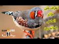 Diamant Mandarin أصوات العصافير الماس الماندرين Diamant Mandarin أصوات العصافير الماس الماندرين