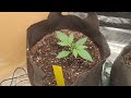 Day 14 autoflowers