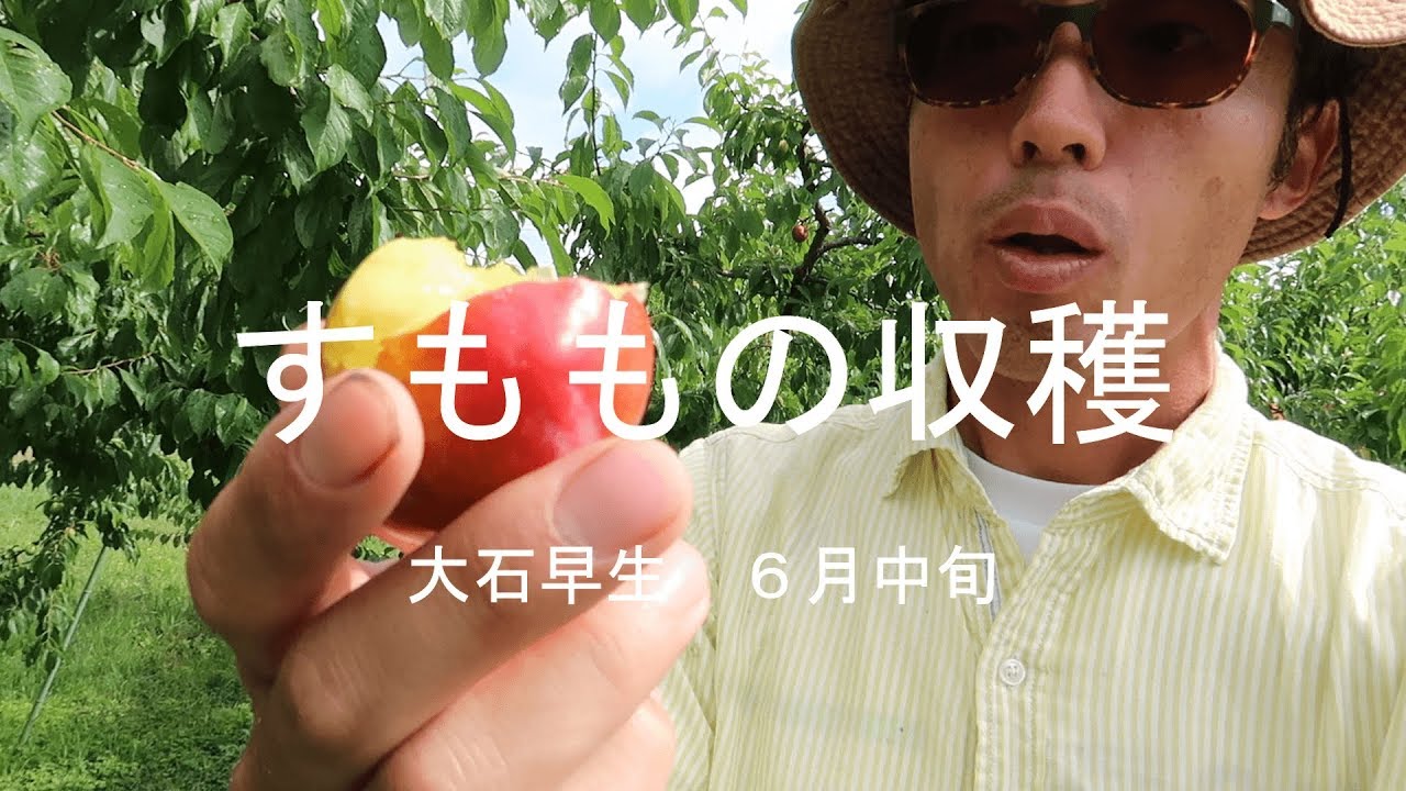 すももの収穫 大石早生 ６月中旬