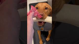 Vizsla gets steak for her 1st birthday  #vizsla #puppy #shorts #dog #shortsfeed