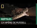 Ce serpent spécialiste de l&#39;embuscade est l&#39;un des plus mortels au monde