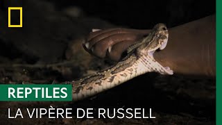 Ce serpent spécialiste de l&#39;embuscade est l&#39;un des plus mortels au monde