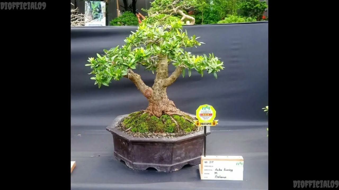 INSPIRASI BONSAI ASOKA BAGUS" || KUMPULAN (BONSAI ASOKA)