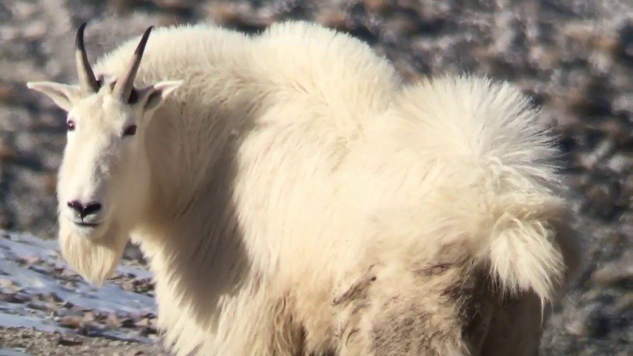 Marty's 2016 Sportsman Tag Rocky Mountain Goat Hunt YouTube