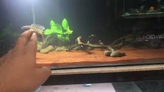 Setup Tank Channa Auranti