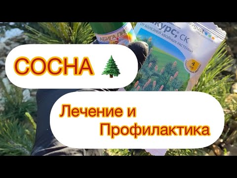 СОСНА🌲Лечение и профилактика заболеваний.