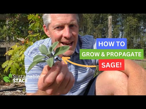 Video: How To Propagate Sage - Cultivarea salviei din semințe și butași