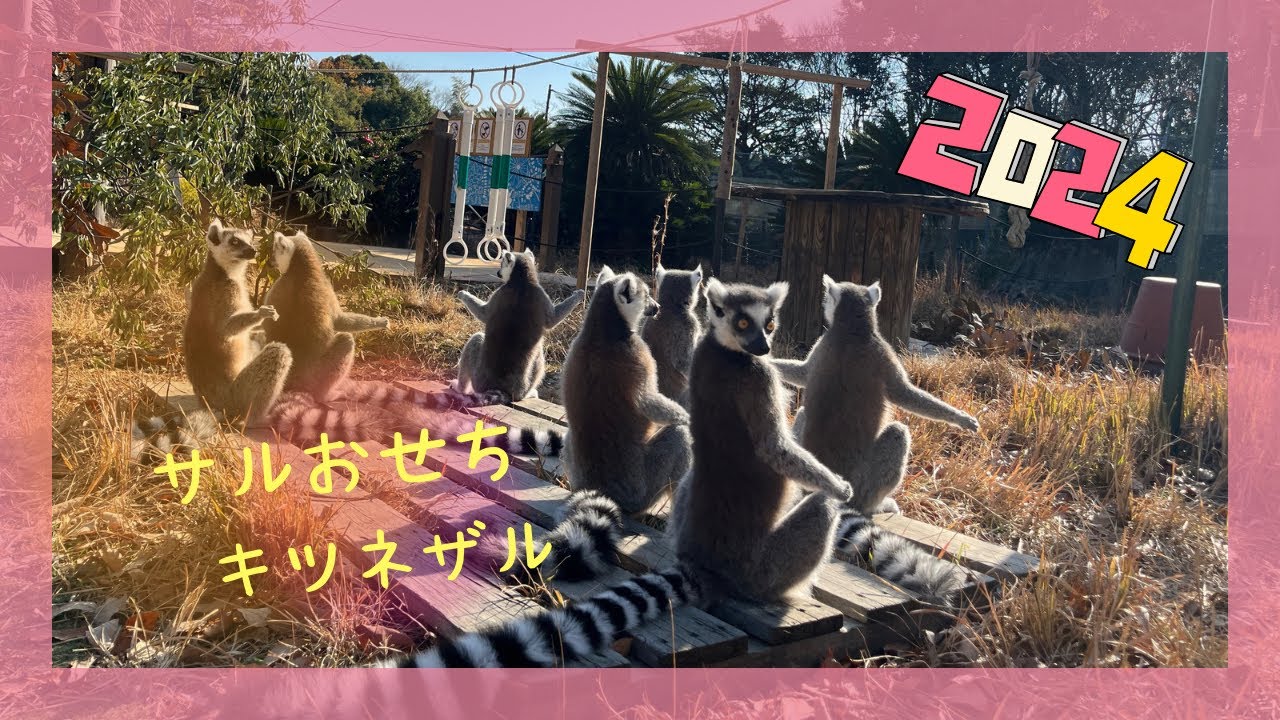 サルおせち2024　キツネザル全52頭!!!