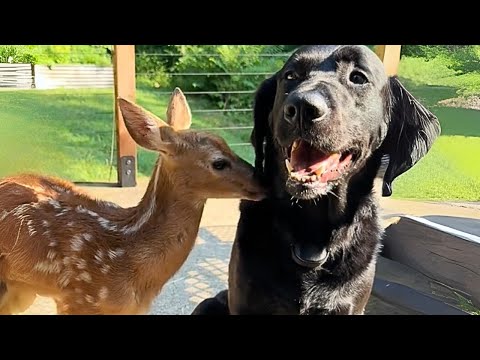 She Came From the Woods… But Never Left Him Again