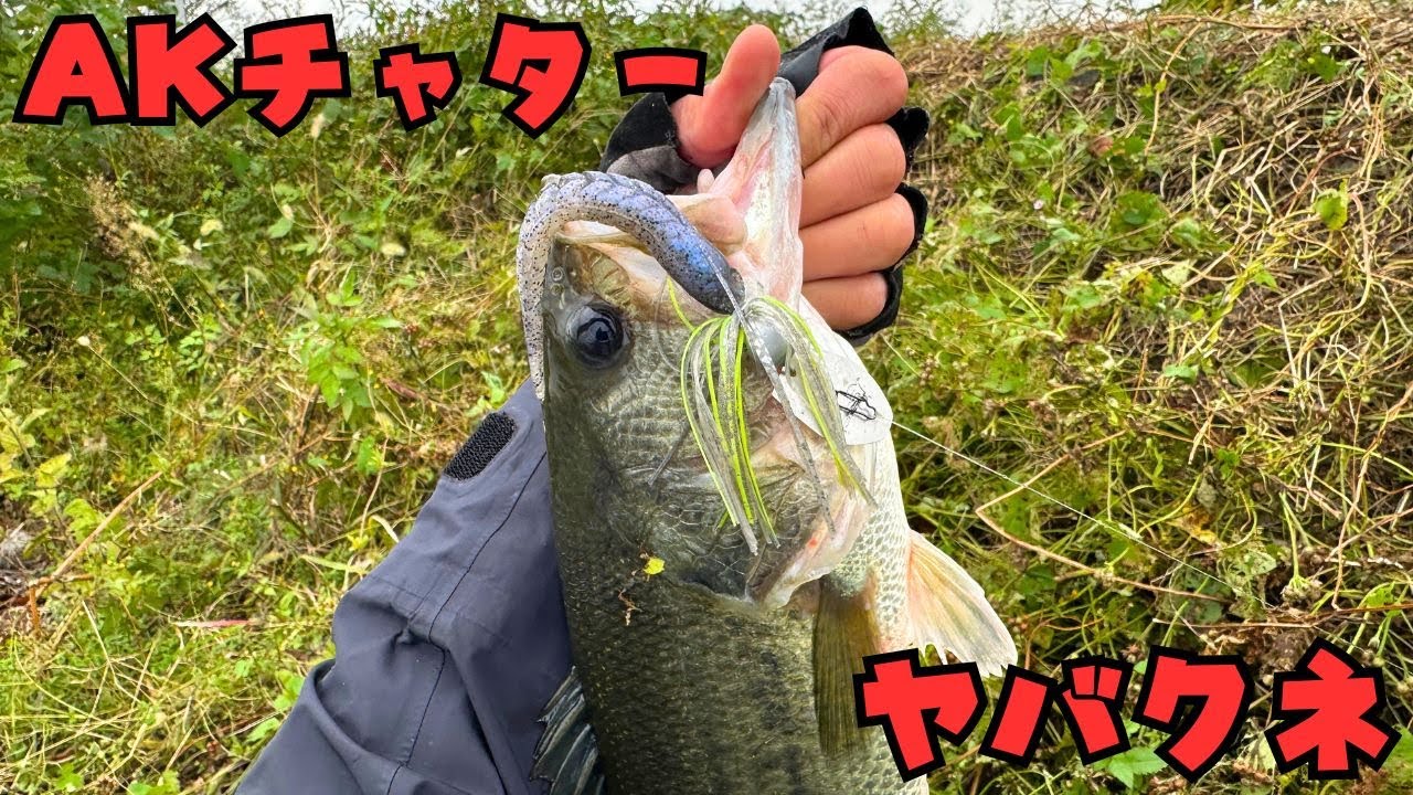 AKチャターでボラを食いまくってるデカバスを仕留める！ [バス釣り] [五三川バス釣り] [大江川バス釣り] [AKチャター]