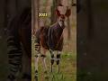 2023 okapi and 5000bce okapi  unknown pets  animals okapi short.