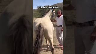 DESCUBRE EL FASCINANTE MUNDO DEL APRENDISAJE EQUINO. #caballossalvajes #horse #cavalos #cheval #