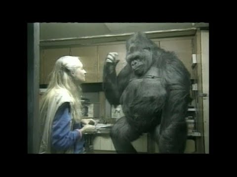 Vidéo: Le Gorille Qui Maîtrisait La Langue Des Signes Est Décédé Aujourd'hui à L'âge De 46 Ans