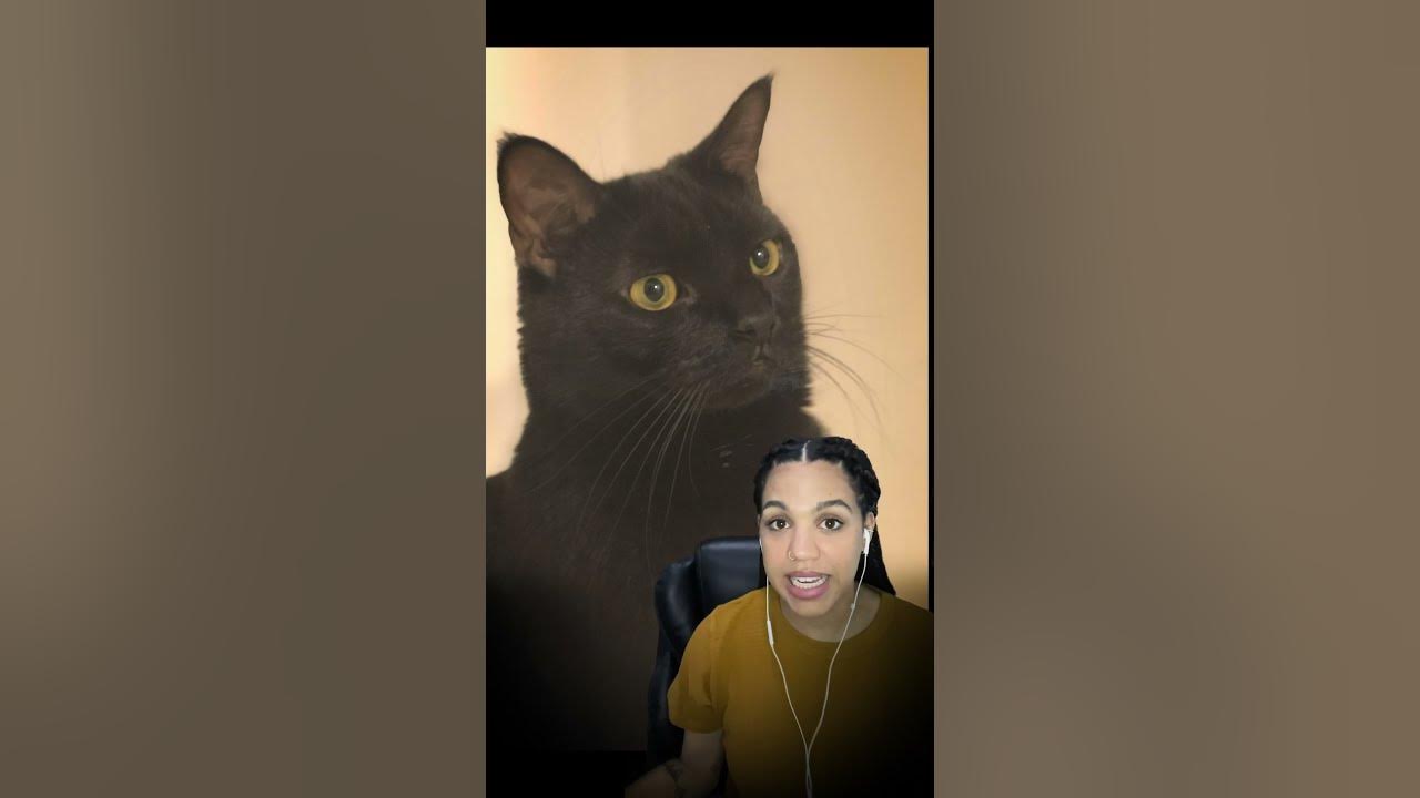 Why Are Black Cats "Bad Luck"? Travel Channel YouTube