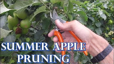 Summer Apple Tree Pruning