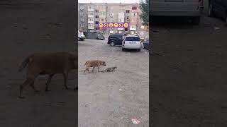 unseen video of history of YouTube cat dog and bird hunting #shorts #shortvideo