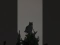 Hooting owls. Close hoot is by me, distant 1 on cam 3/13/26 #cute #nature #wildlife 