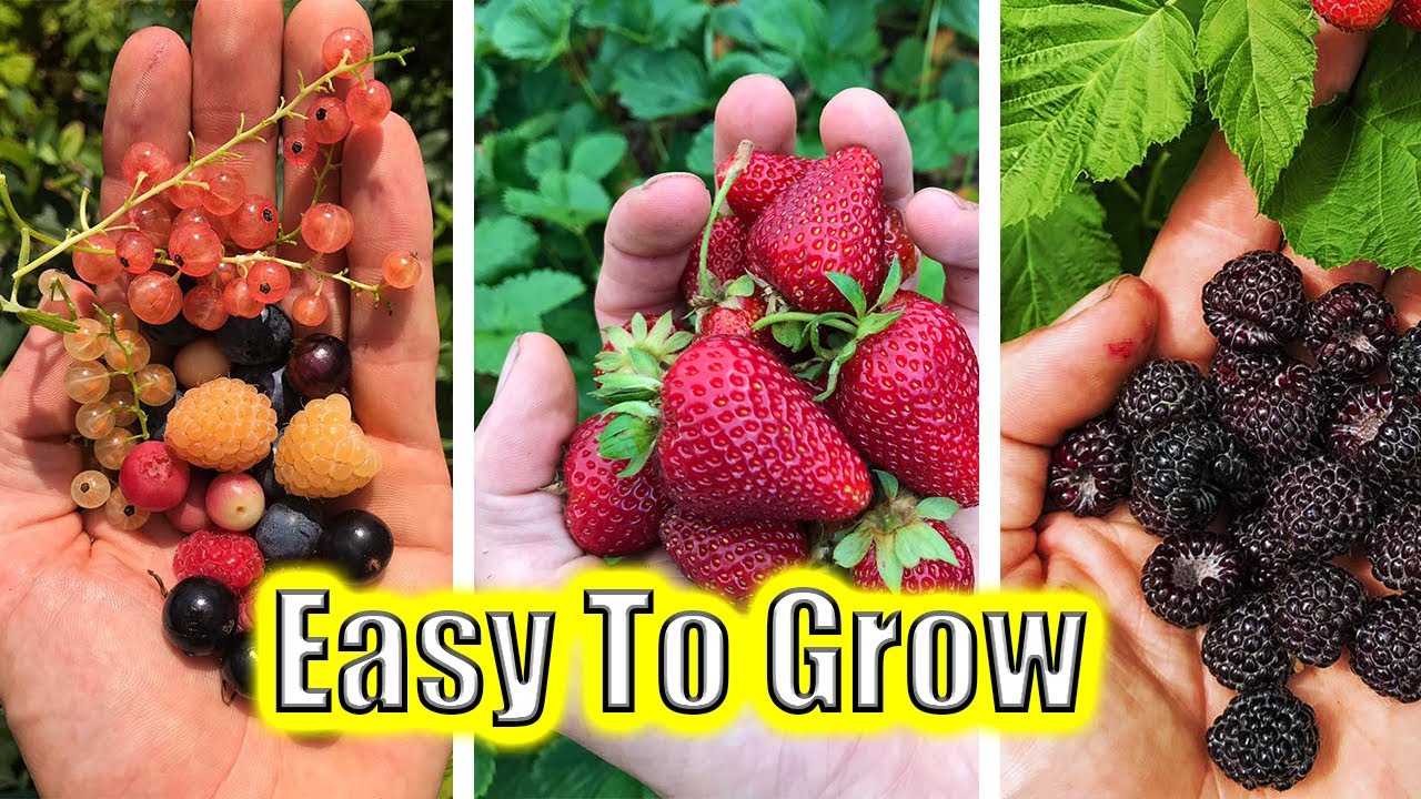 5 Easy To Grow Fruits Garden Tips And Tricks Youtube