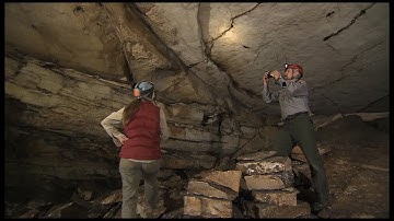 Bats in Crisis: Response