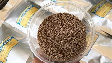 Hạt Nhẹ Không Làm Mồi Câu Chìm Bùn || Chép Hạt TP