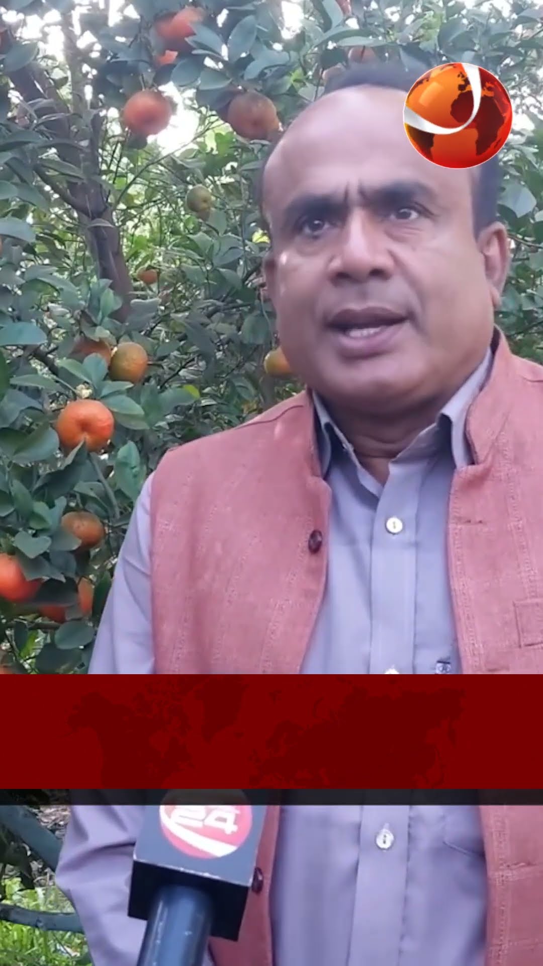 জয়পুরহাটে জনপ্রিয় হচ্ছে কমলা চাষ | #Channel24 #joypurhat #news #orangeplant